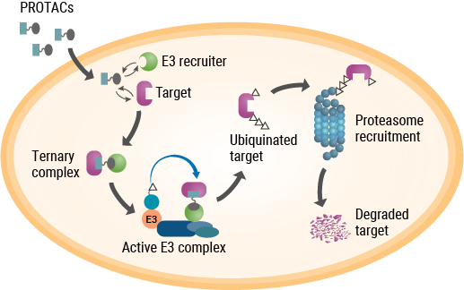 targeted protein degradation overview