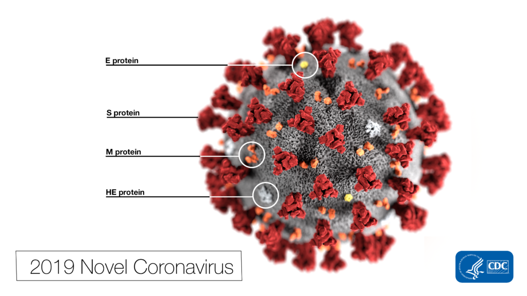  Note the spikes that adorn the outer surface of the virus, which impart the look of a corona surrounding the virion, when viewed electron microscopically. In this view, the protein particles E, S, M, and HE, also located on the outer surface of the particle, have all been labeled as well. A novel coronavirus virus was identified as the cause of an outbreak of respiratory illness first detected in Wuhan, China in 2019. 
