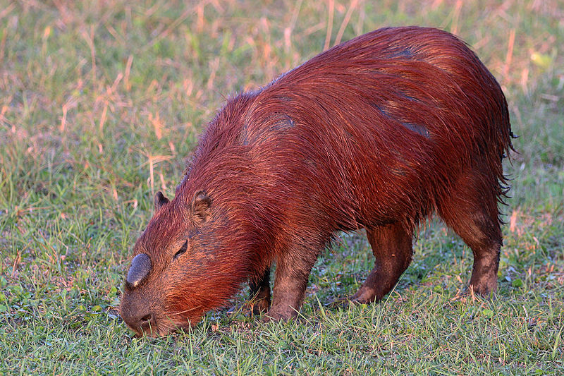 Photos of an adult male capybara.
