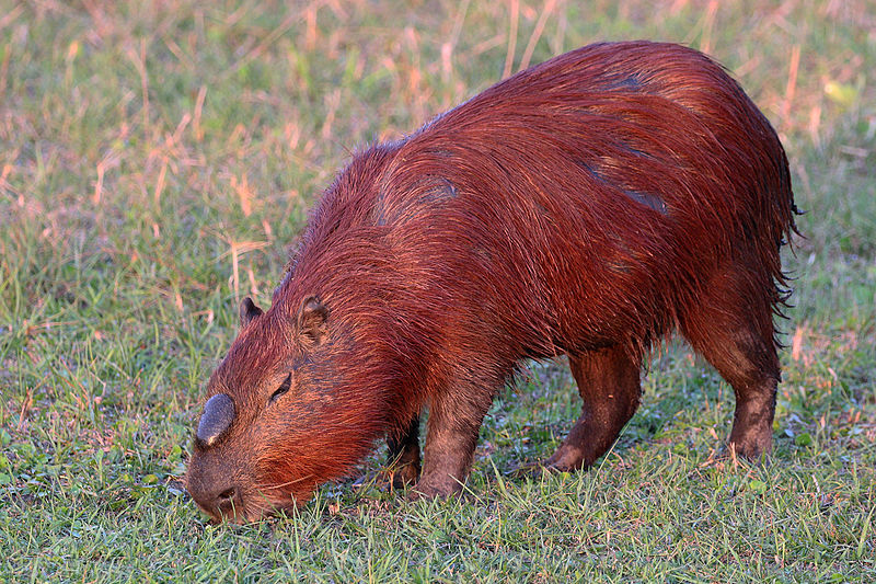 Topic · Capybara ·