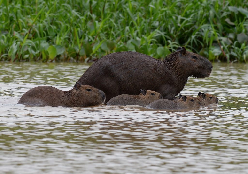 Photo: Family of capybara swimming