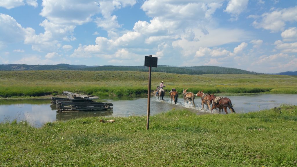 Wrangler in Yellowstone