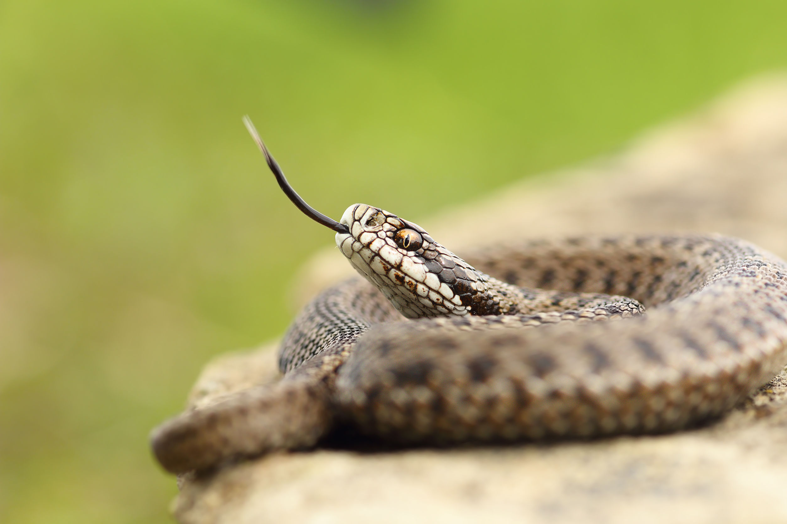 Producing Snake Venom— in the Lab - Promega Connections