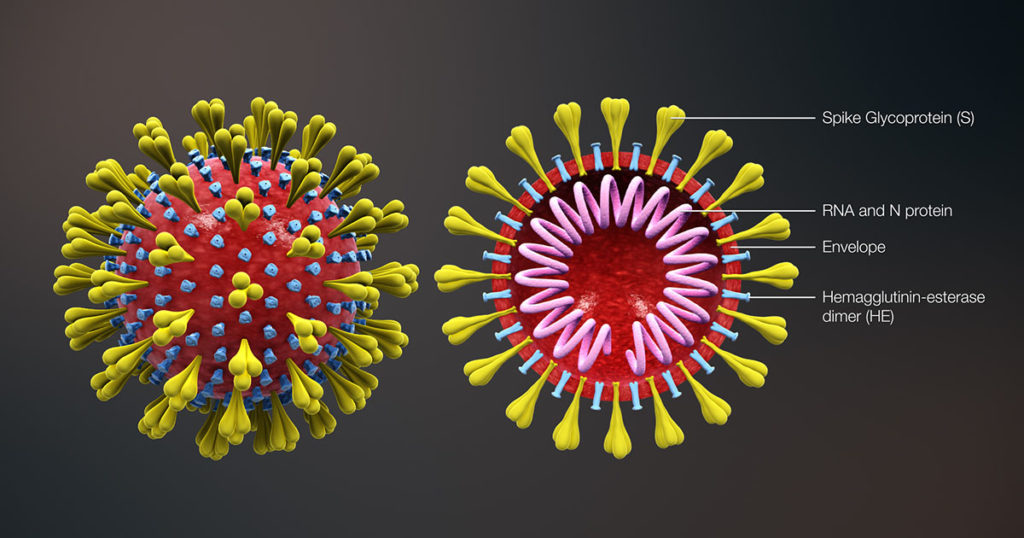 3D structure of a coronavirus, viral evolution