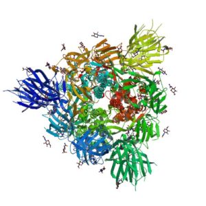 ribbon structure of SARS-CoV-2 protein