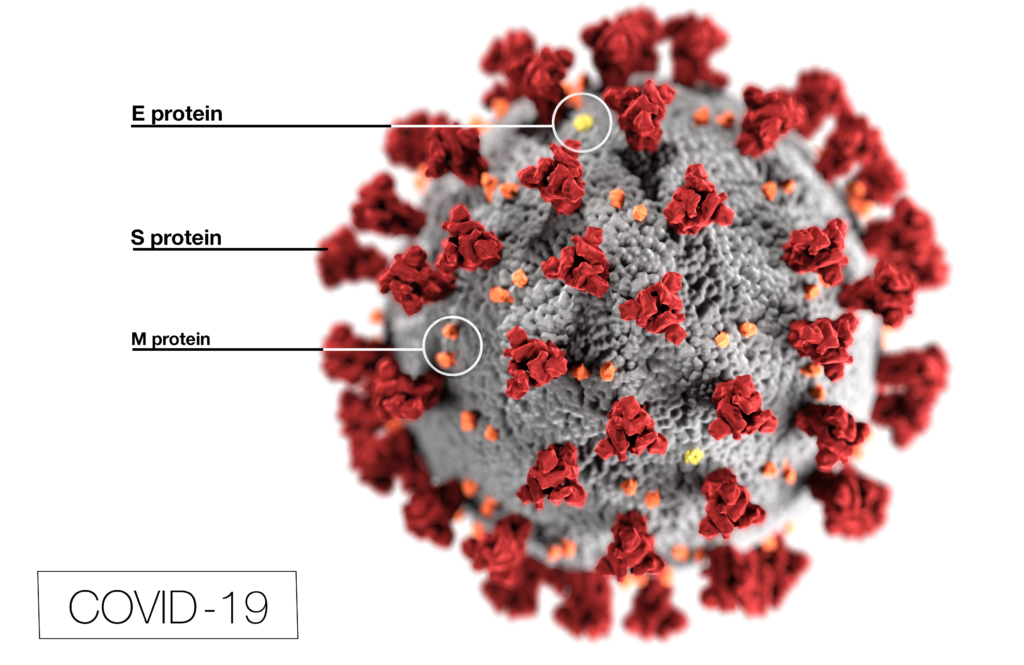 This illustration, created at the Centers for Disease Control and Prevention (CDC), reveals ultrastructural morphology exhibited by coronaviruses. Photo Credit:  Alissa Eckert, MS; Dan Higgins, MAM CDC It is one is used in several of our top 10 most viewed blogs of 2020