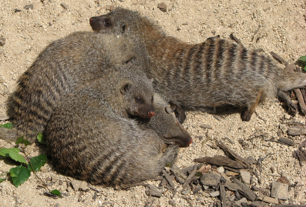 Image of banded mongoose family group.