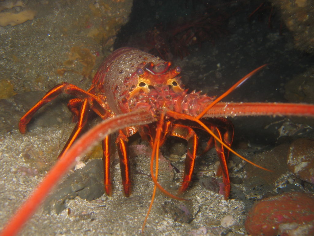 Image of California spiny lobster