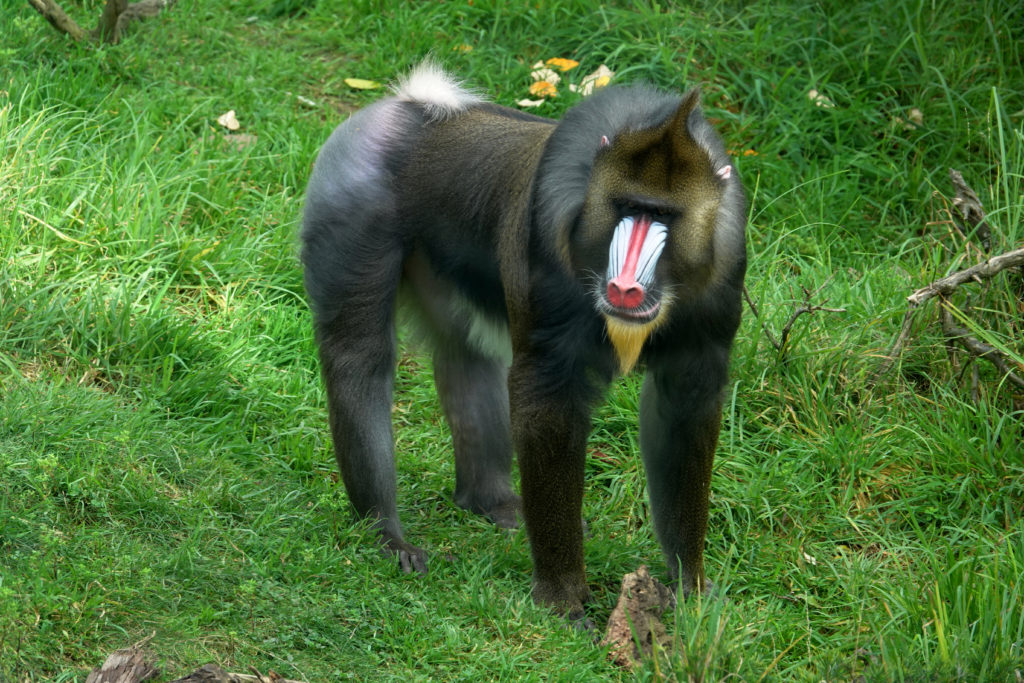 Mandrill .