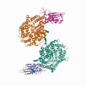 Structure of SARS-CoV-2 chimeric receptor-binding domain complexed with its receptor human ACE2