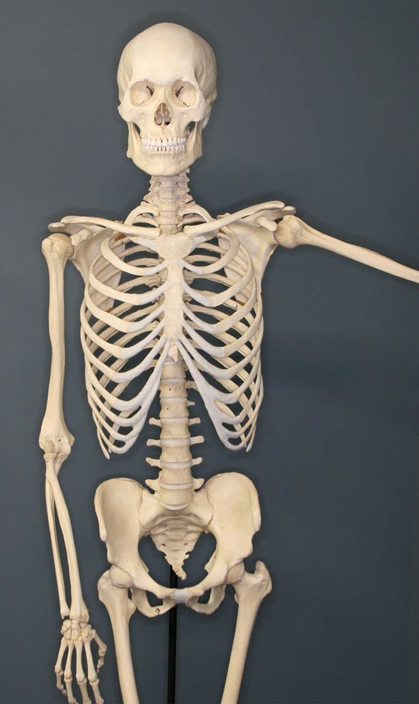 Image of human skeleton, bones.