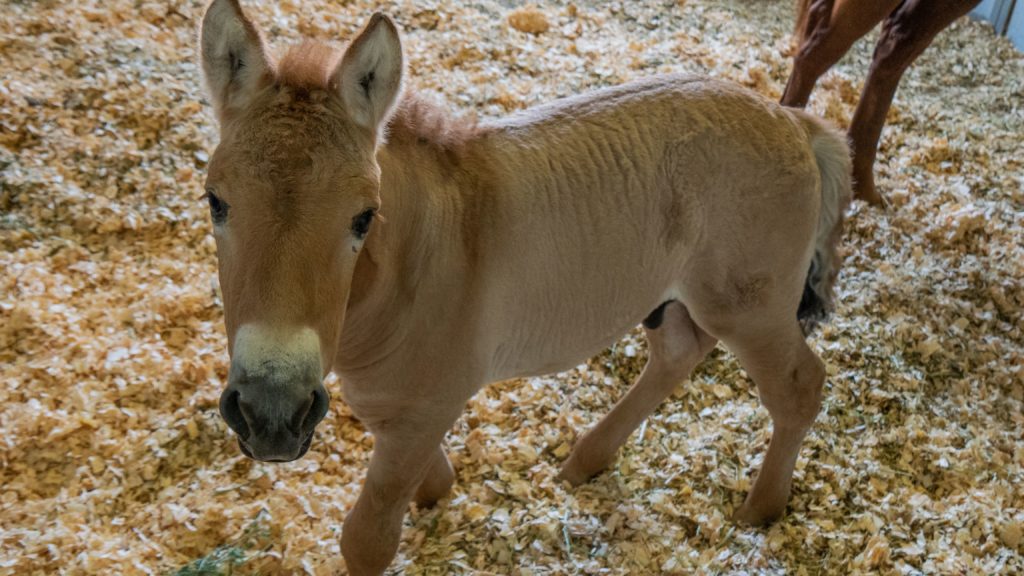 Kurt the cloned Przewalski's horse