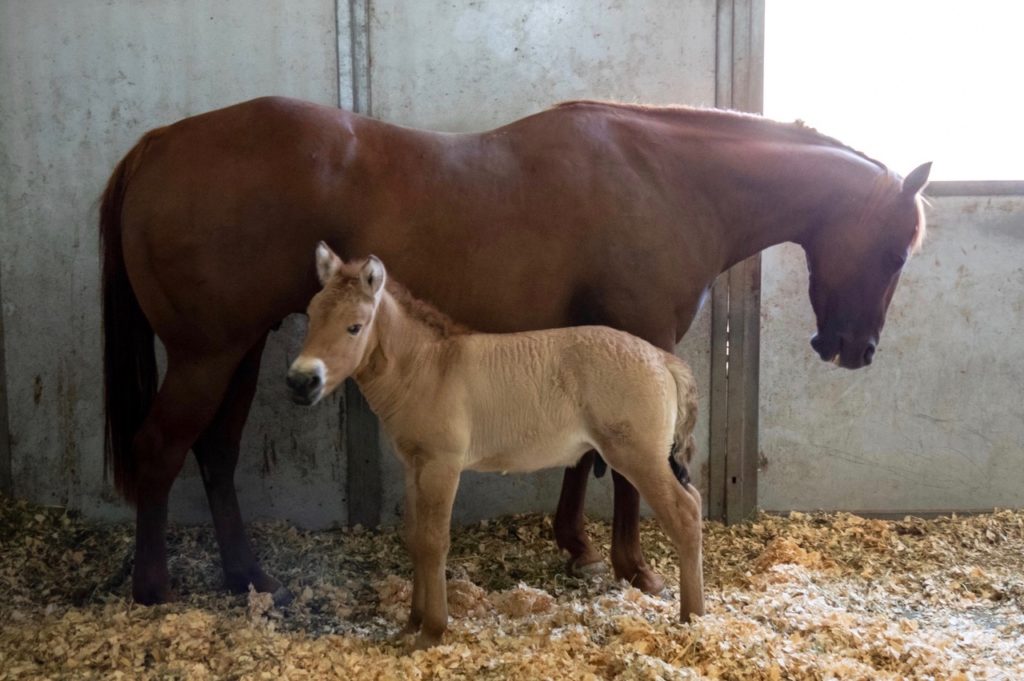 Kurt, the cloned Przewakski's horse