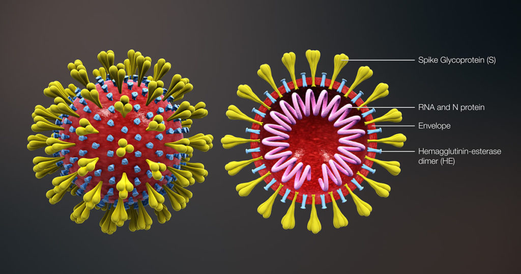 SARS-CoV-2 structural diagram, showing the SARS-CoV-2 nucleocapsid protein composed of RNA and N protein.