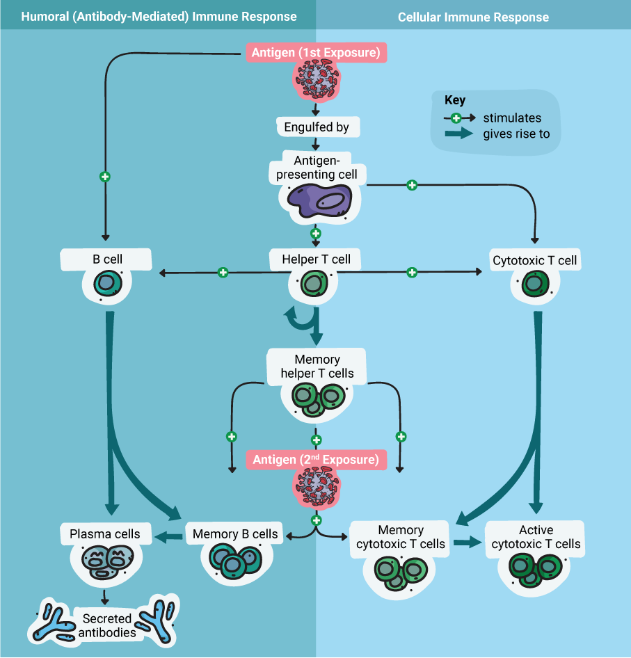 adaptive immune response to covid-19 coronavirus vaccine