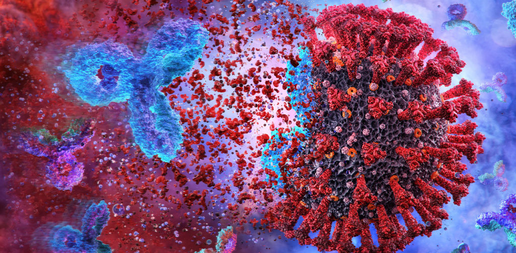 sars-cov-2 coronavirus covid-19 infection with antibodies from a vaccine attacking the virus; several vaccines are in development including adenoviral vector vaccines