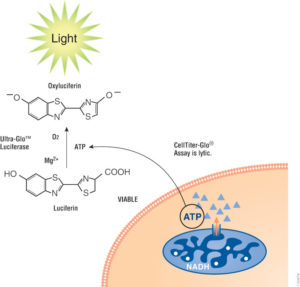 Diagram showing how ATP required for the bioluminescence reaction can be used to distinguished live cells from dead cells