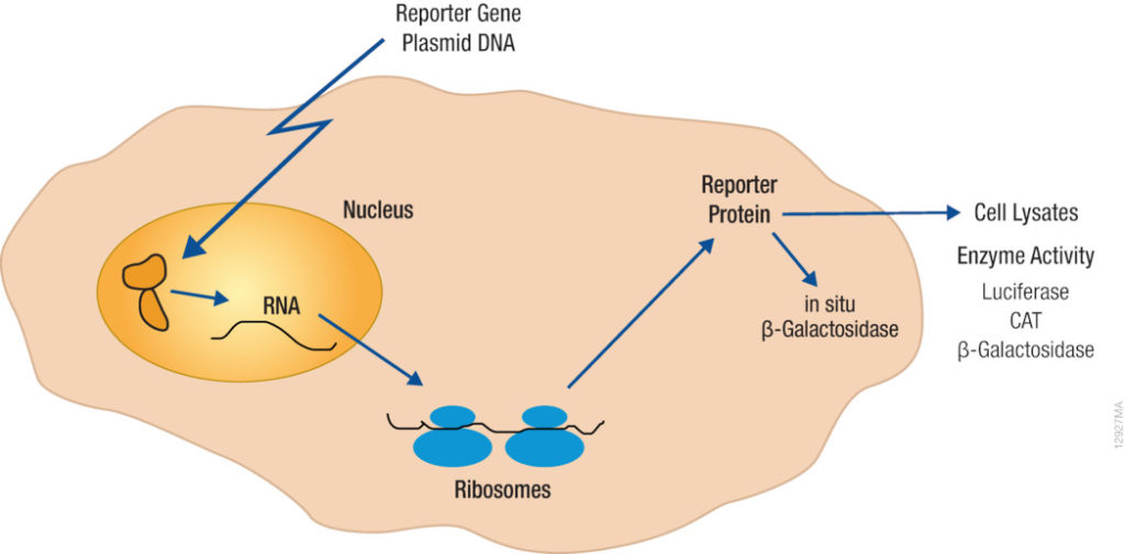 This schematic shows how reporter proteins like beta-galactosidase (can be detected by color) and luciferase (can be detected as bioluminescence) can be used to understand gene expression.