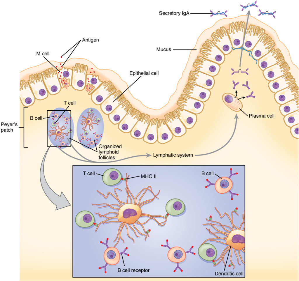 An overview of the mucosal immune response.
