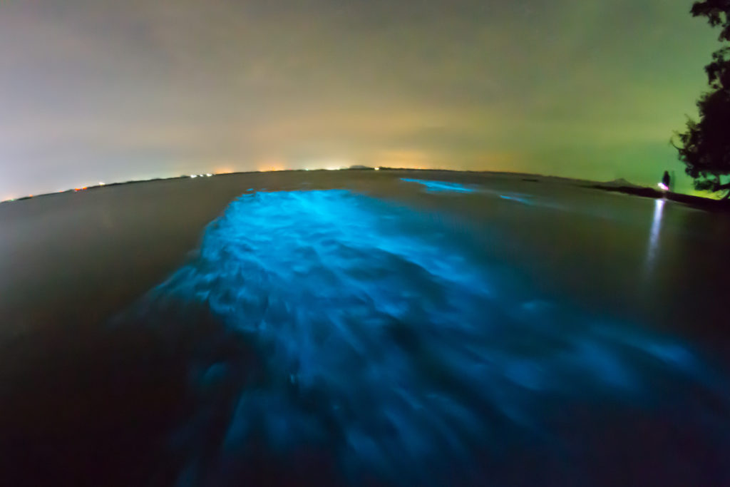 Bioluminescent plankton exhibit a blue glow when disturbed.