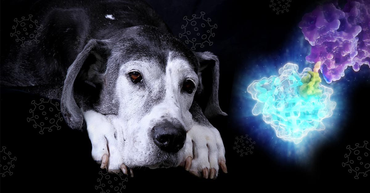 Can Humans Get Canine Distemper