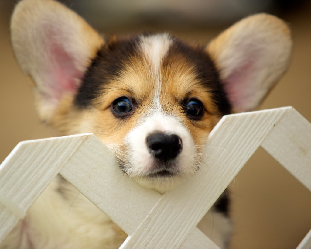Picture of a puppy looking over a fence. Dogs are just one of many species susceptible to canine distemper virus. Researchers are looking for effective canine distemper antiviral compounds