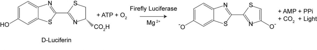 Structural equation for the firefly luciferase reaction. This chemical reaction was used by Emmett Chappelle to design methods for detecting bacteria.