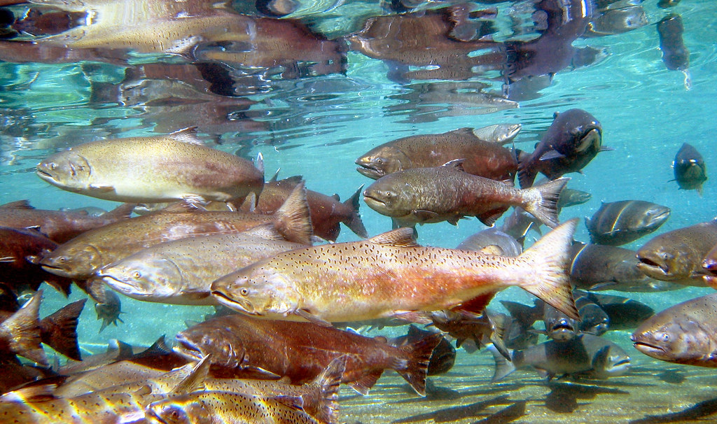 The Wild Genomes program has funded a project to generate a genome catalog of genomic diversity in Chinook salmon.