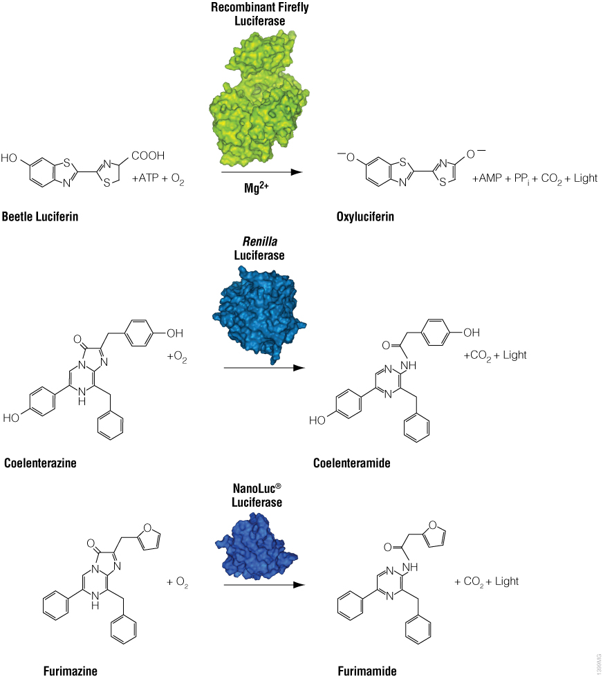 Illustration of the reactions of three different luciferase enzymes