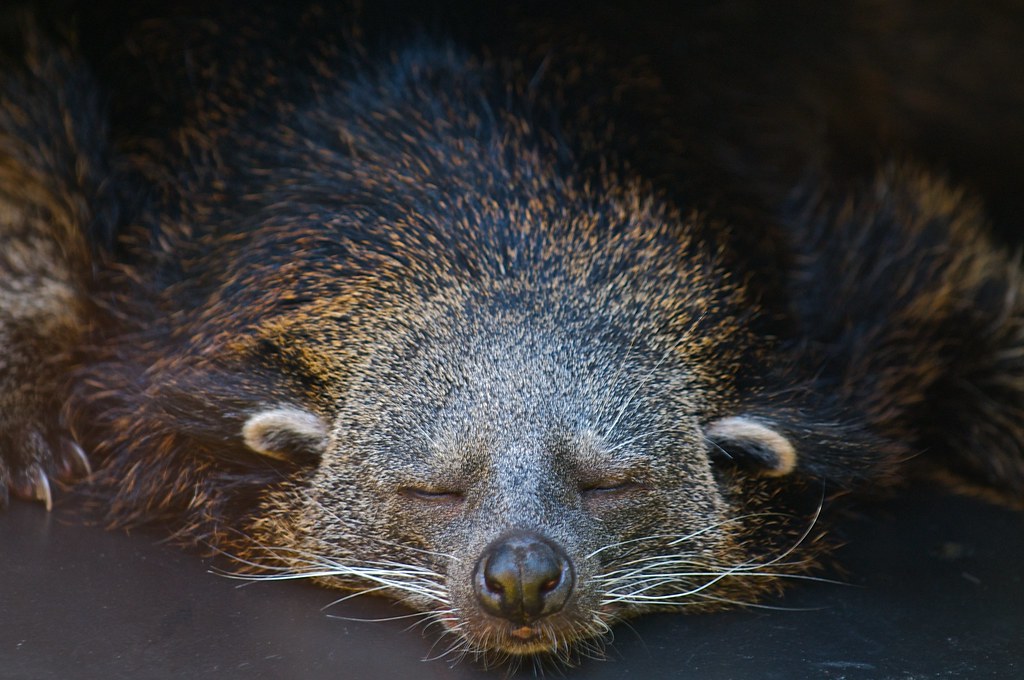 Image of a sleeping binturong. These animals are being studied as part of the Wild Genomes Program.