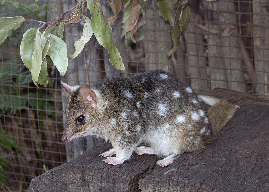 The purpose of this Wild Genomes project is to produce a high-quality reference genome for the endangered Eastern quoll