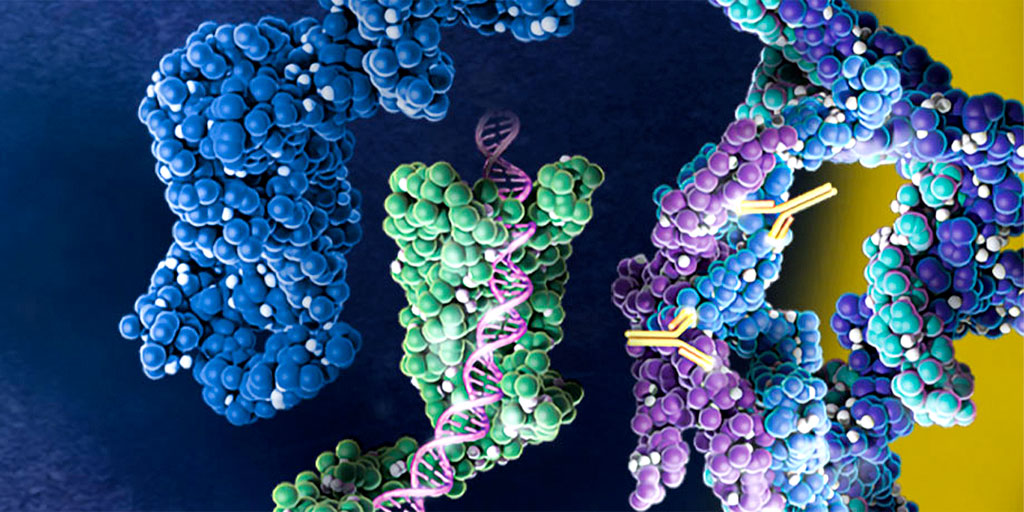 Cell-free protein expression helped researchers take a closer look at DNA double-strand breaks.