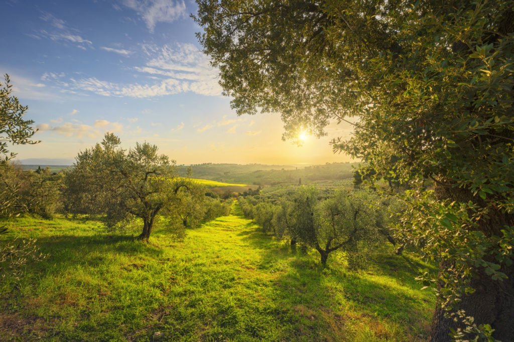 Olive trees in Italy are being affected by the plant pathogen Xylella fastidiosa
