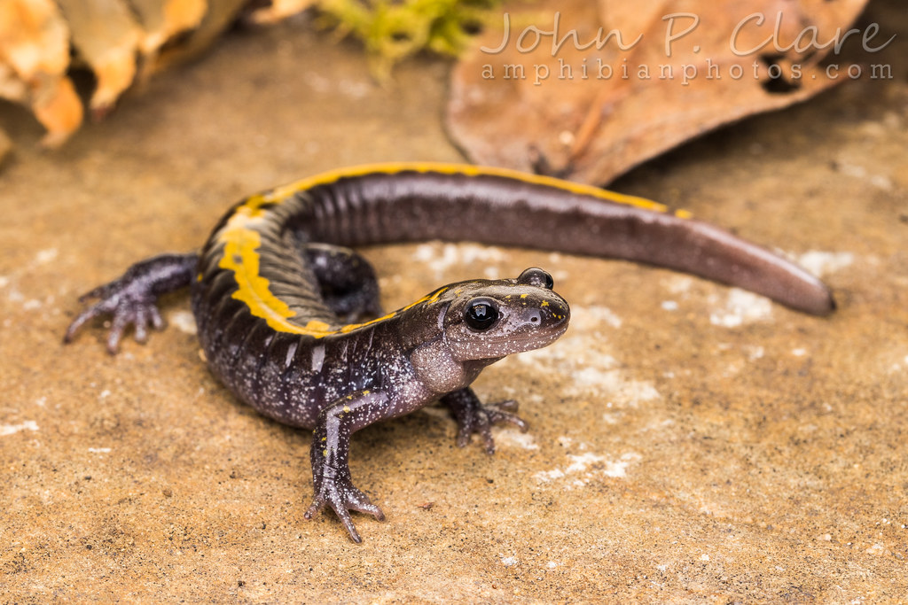 The eastern long-toed salamander is one of the organisms that might be helped by the Wild Genomes program.