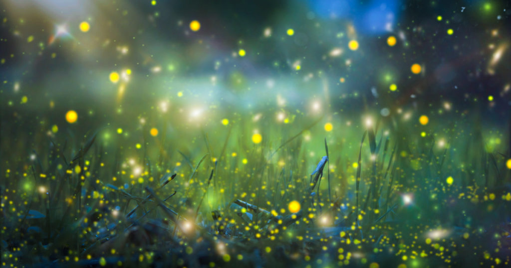 field of fireflies at night; researchers are using firefly luciferase as a tool to power screening assays for new malaria treatments