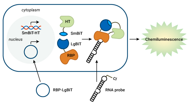 Schematic of RiPCA, a system designed by Amanda Garner's lab to study RNA-protein interactions in live cells.