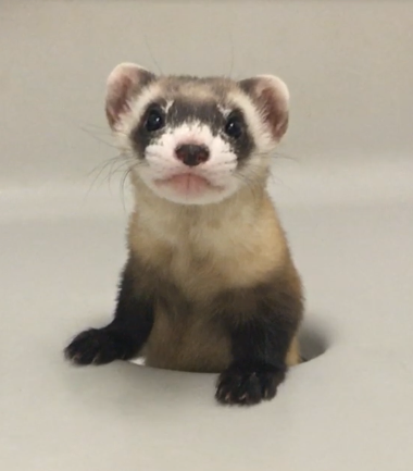 Picture of black footed ferret Elizabeth Anne, one of the endangered species that Revive & Restore is working on.