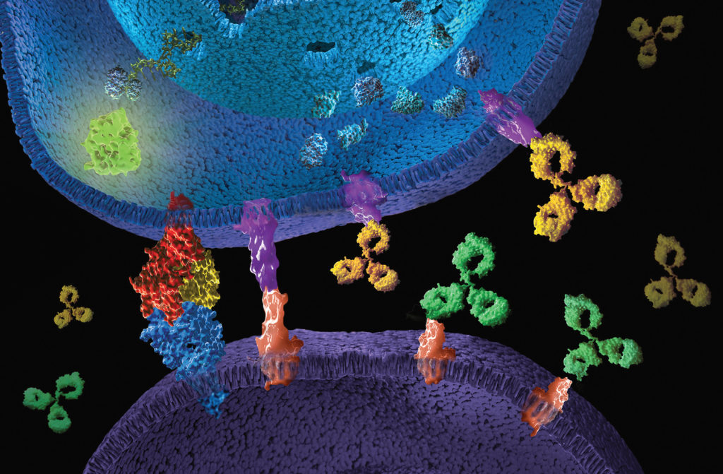 Artistic 3D rendering  of Immune checkpoint signaling. Immune checkpoint bioassays enable researcher to characterize  therapeutic antibodies trageting these pathways.