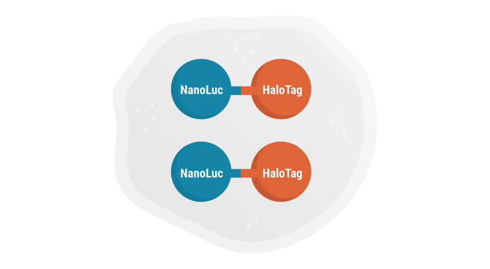 Diagramatic Overview of the NanoClick Assay 