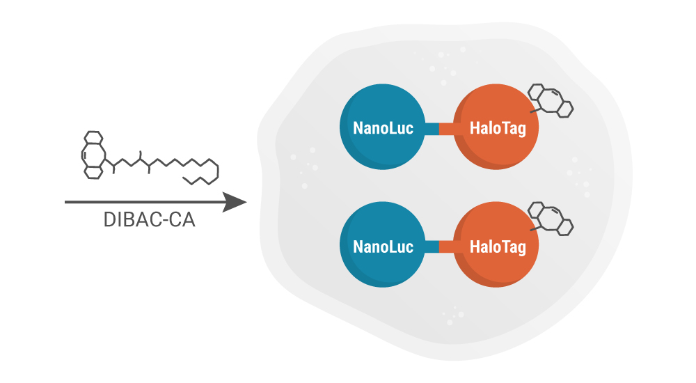 Diagramatic Overview of the NanoClick Assay