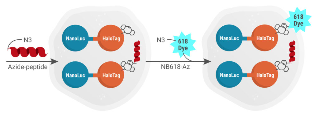 Diagramatic Overview of the NanoClick Assay