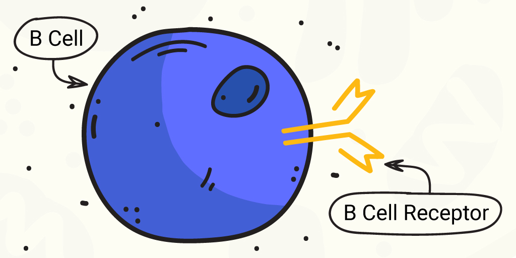 B cell and B cell receptor cartoon. The B cell receptors are important for antibody response.