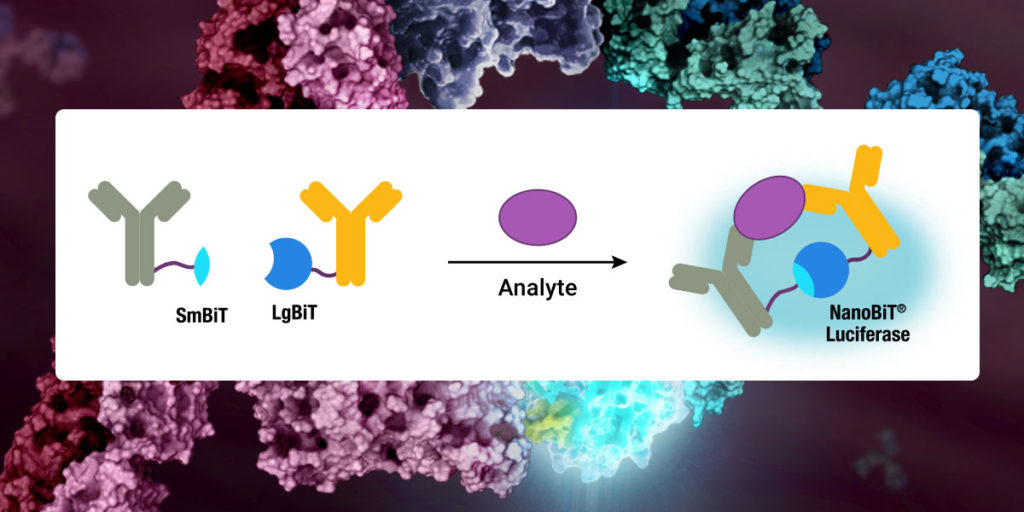 This diagram shows how the Lumit™ Immuno assay can be used to detect cytokines.