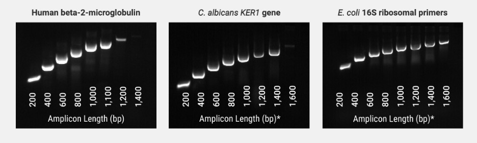 Amplification of various DNA templates