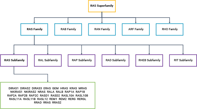 RAS family tree, ras-targeted drug discovery