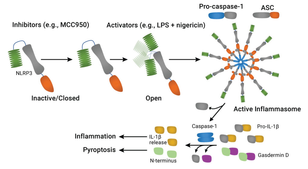 NLRP3 inflammasome activation
