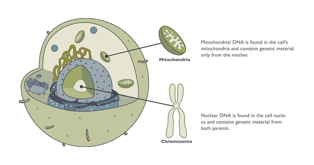 Graphic depiction of a cut-away of an animal cell showing the nucleus with genomic DNA and the mitochondria with mtDNA now being used for DNA forensic analysis