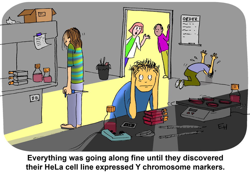 Science cartoon depicting the importance of cell line authentication