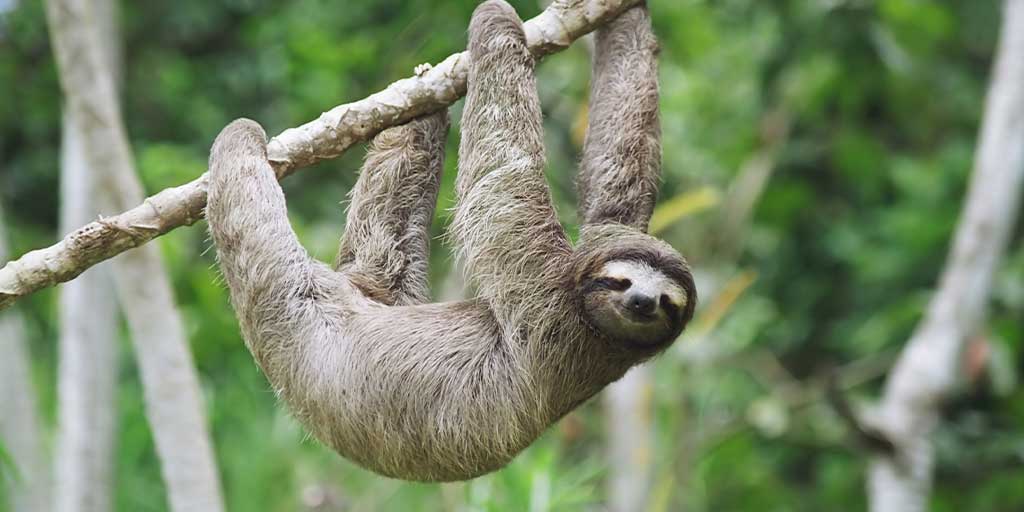 Picture of a sloth hanging from a branch. Sloths are tree dwelling mammals.