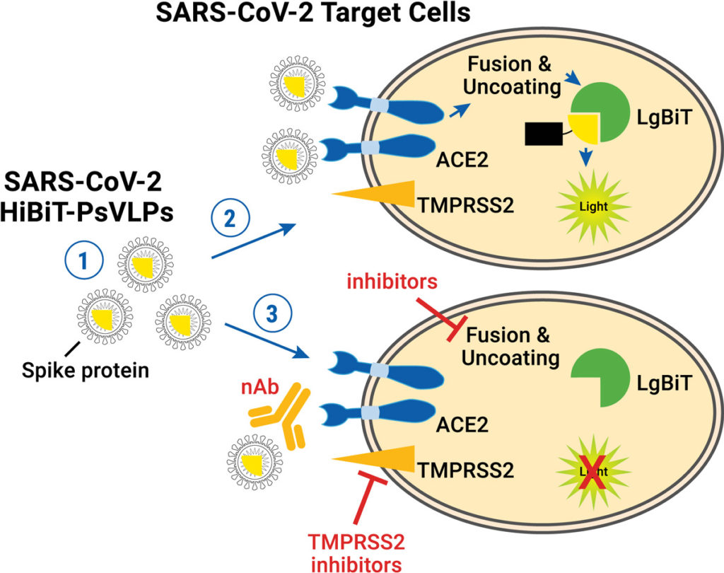 SARS-CoV-2 HiBiT VLP Assay